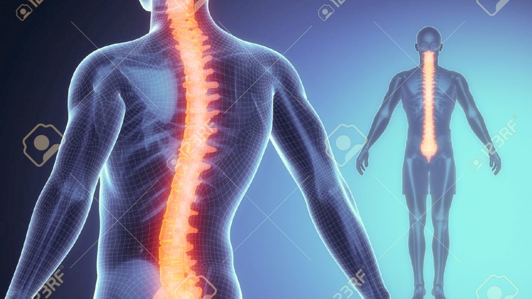 spineanatomy Holmes Spine & Sport Chiropractic